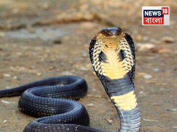 ছোবল মারার আগে কেন কুণ্ডলী পাকায় সাপ? অনেকেই জানেন না আসল কারণ