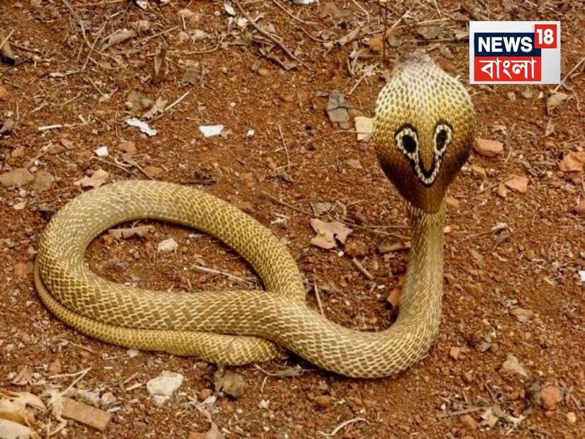 কোনও কোবরাকে যদি এই অবস্থায় বসে থাকতে দেখেন, তাহলে বুঝবেন, ওই সাপকে কখনওই ঘাঁটানো চলবে না, ওর ধারেকাছেও এই সময় না ঘেঁষা ভাল৷ বরং আস্তে আস্তে দূরত্ব বাড়ান৷ এই পজিশনে থাকা কোবরা চোখের পলকে ১ থেকে ১.৫ মিটার ব্যাসার্ধের মধ্যে পূর্ণশক্তিতে আঘাত করতে পারে। আসলে কুণ্ডলী পাকানোর মাধ্যমে ও নিজের পেশিতে শক্তি সঞ্চয় করে ছোবল মারার জন্য৷ থাকে অত্যন্ত সতর্ক, অ্যালার্ট৷ 