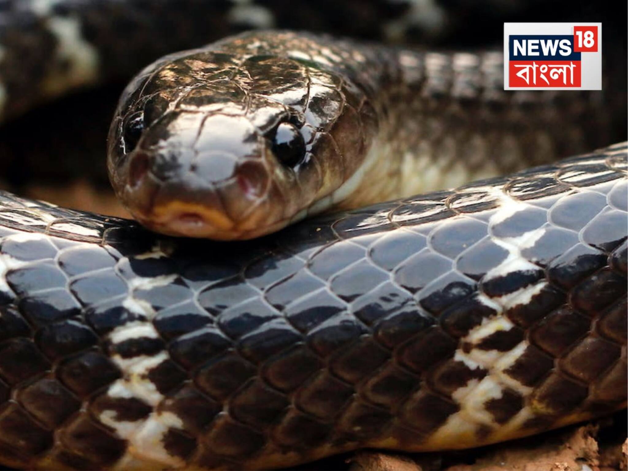 Snake Facts: এই সাপ পশ্চিমবঙ্গের ‘সাইলেন্ট কিলার’!...কোনও ব্যথা থাকে না, ছোবলের চিহ্ন থাকে না, যেন মশা কামড়েছে! বাড়ে বর্ষায়