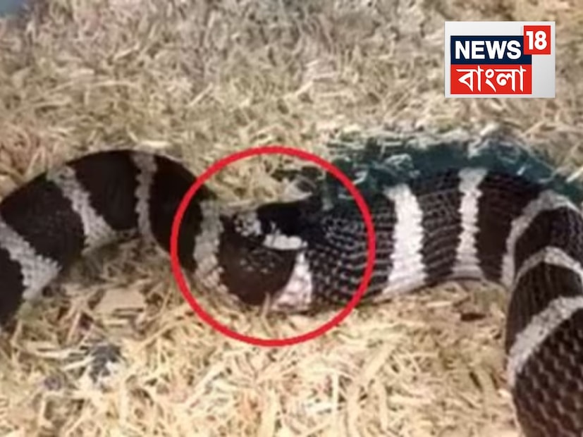 মানসিক চাপ এবং খিদে, এই দু’টি বিষয় একসঙ্গে থাকলে সপেদের জন্য তা বিপজ্জনক৷ হাই স্ট্রেস সাপের আচরণে উল্লেখযোগ্যভাবে পরিবর্তন আনতে পারে। সাপ অস্থির থাকলে সাপটি তার লেজটিকে খাদ্য হিসেবে ভুলভাবে শনাক্ত করতে পারে, বিশেষ করে যদি সে ক্ষুধার্ত থাকে বা কাছাকাছি শিকারের গন্ধ পায়।