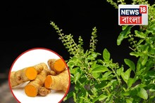 কাঁচা হলুদ বাটা আর....তুলসী গাছে দিন, মাসে জাস্ট ১ বার! নিজেই টের পাবেন পরিবর্তন