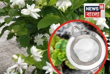 ভুরভুর করবে গন্ধ! ফুলে ফুলে ভরে উঠবে ছোট্ট টবের গাছ, এই সাদা গুঁড়ো...ট্রাই করে দেখুন