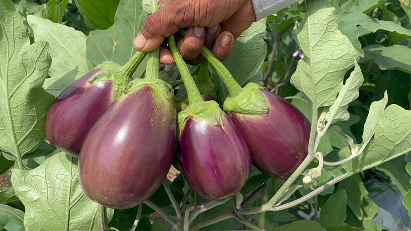 বর্ষার সময় চলছে এবং এই সময় বেগুনের চাষও তুঙ্গে। যদিও অনেকেই বেগুনের তরকারি খুব পছন্দ করে খায়, কিন্তু অতিরিক্ত আর্দ্রতা এবং বৃষ্টির কারণে এতে পোকা ধরার সম্ভাবনা বেড়ে যায়। ফলে বাজারে বেগুন কিনতে গিয়ে অনেকেই দ্বিধায় পড়ে যান—কোন বেগুনটা টাটকা এবং পোকার থেকে মুক্ত। চিন্তার কোনো কারণ নেই। আজ আমরা আপনাকে জানাব এমন ৭টি সহজ কৌশল যার মাধ্যমে আপনি সহজেই বুঝে নিতে পারবেন বেগুনে পোকা আছে কি না।