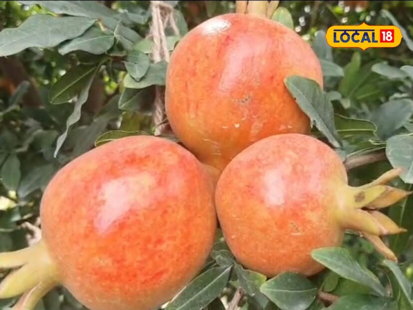 নিকটবর্তী ইন্দাপুর বাজারে অনিকেতের ডালিমের দাম ওঠে ৪৫০টাকা কেজি। এখনও পর্যন্ত প্রতি একরে দুই টন ডালিম লাগানো হয়েছে অনিকেতের বাগানে। আর তাতেই ডালিমের উৎপাদন প্রায় চার টনে পৌঁছেছে।