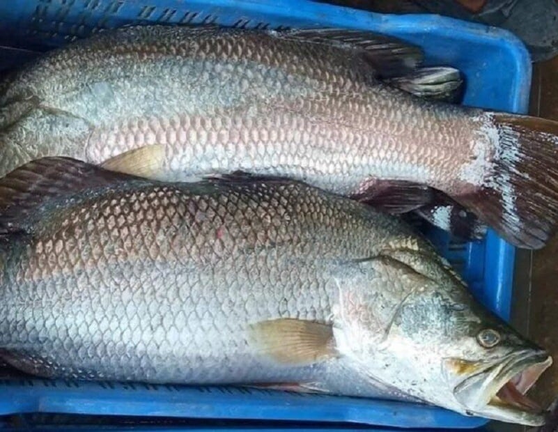 এই মাছে ভিটামিন বি৩ পাওয়া যায়, যা হাত ও পায়ের আর্থ্রাইটিস প্রতিরোধের জন্য অপরিহার্য। এই মাছে প্রচুর পরিমাণে স্যাচুরেটেড এবং পলিআনস্যাচুরেটেড ফ্যাটি অ্যাসিড থাকে, যা কোলেস্টেরলের মাত্রা কমায় এবং হৃদরোগের স্বাস্থ্যের উন্নতি করে। এই মাছ নিয়মিত খেলে স্ট্রোক এবং হার্ট অ্যাটাকের ঝুঁকি কমে।