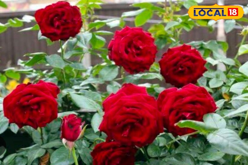 খেয়াল রাখবেন টবের গোলাপ গাছ যেন সব সময় রোদের দিকে থাকে৷ ছায়ায় রাখলে গোলাপ গাছে ফুল আসে না৷