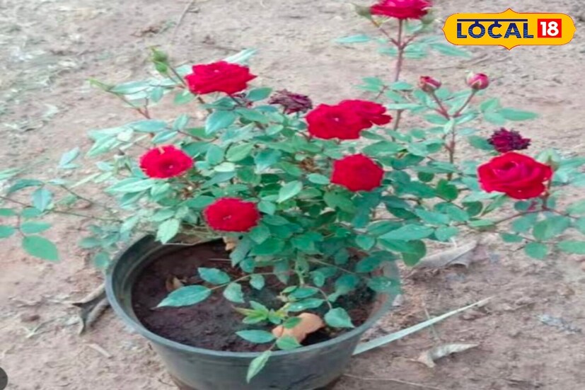 ব্যবহৃত চা পাতা ভাল করে ধুয়ে শুকিয়ে নিন এবং তারপর প্রতি ২০-২৫ দিন অন্তর দুই চামচ চা পাতা গাছের মাটিতে দিন। এতে উপস্থিত নাইট্রোজেন গাছের পাতা সবুজ করে তোলে এবং গোলাপের গুণমান উন্নত করে।