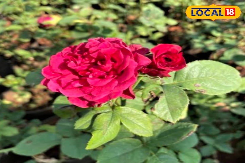 গোলাপ গাছে, আপনি জলে দই মিশিয়ে গাছের গোড়ায় ঢেলে দিতে পারেন। এতে থাকা উপস্থিত ল্যাকটিক অ্যাসিড এবং ব্যাকটেরিয়া গাছের শিকড়কে শক্তিশালী করে এবং ফুল ফোটার ক্ষমতা বাড়ায়।