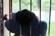 মাথা আটকে জানালার গ্রিলের ফাঁকে! ওড়িশার স্কুলে খুদের এই দৃশ্য ভয় ধরাবে আপনার মনেও