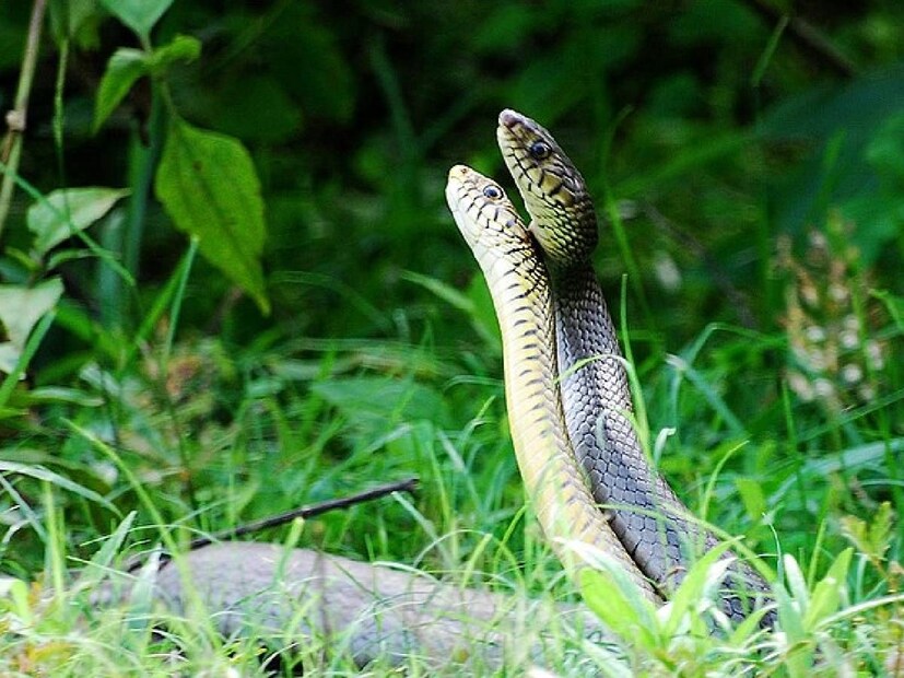 ঘটনা তিন — কালাচ সাপের ‘ফিরে আসা’ আক্রমণ!কামরূপ জেলায় গ্রামবাসী একটি কালাচ সাপ মেরে ফেলে ফেলে দেয়। তিন ঘণ্টা পর কৌতূহলবশত এক ব্যক্তি সেটিকে হাতে তুলতেই সাপটি তার আঙুলে কামড় দেয়। প্রথমে কোনো প্রতিক্রিয়া না থাকলেও রাতে নিউরোটক্সিনের প্রভাব শুরু হয়। শ্বাসকষ্ট, ব্যথা, অবশ ভাব বাড়তে থাকে। চিকিৎসার পর তিনি সুস্থ হন। 