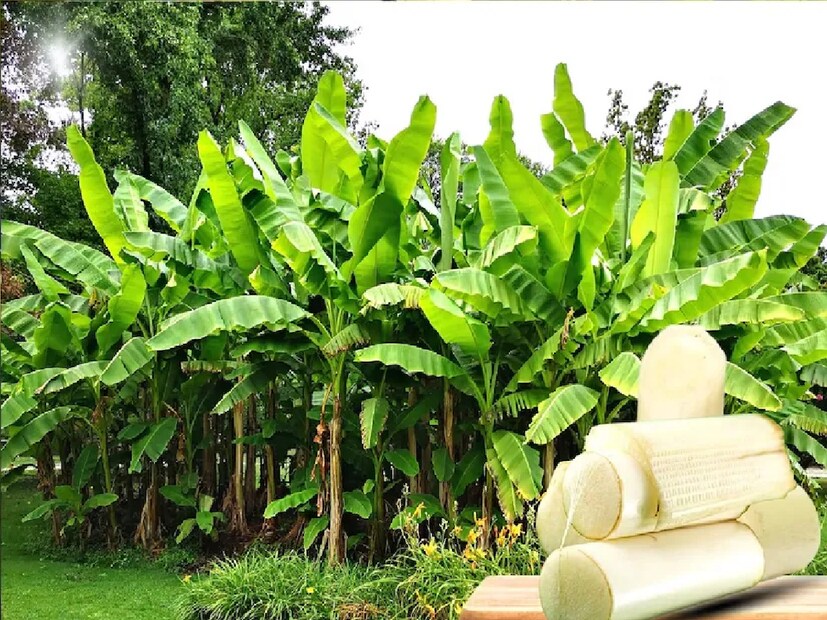 গলব্লাডার পরিষ্কার রাখতে –গলব্লাডারকে পরিষ্কার রাখে ও কিডনিতে স্টোন জমতে দেয় না থোড়। নিয়মিত থোড়ের রসে এলাচ গুঁড়ো মিশিয়ে খেতে পারলে গলব্লাডার পরিষ্কার থাকে।এমনকি শিশু থেকে বৃদ্ধ সকলকে থোড় খাওয়াতে পারলে ইউরিন থাকবে পরিষ্কার।