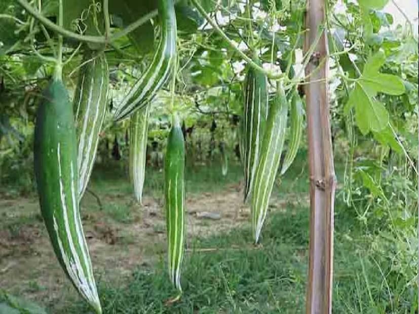 বিশেষত পেটের যে কোনও রোগ। লিভারের সমস্যা ও জলবাহিত রোগ হিসেবে জন্ডিস হয়। জন্ডিস হলে একেবারে হালকা খাবার, জল, কম প্রোটিন খেতে বলা হয়। এক্ষেত্রে চিচিঙ্গা কিন্তু উপকারী। চিচিঙ্গে দিয়ে মাছের ঝোল বা পোস্ত বানিয়েও খেতে পারেন।