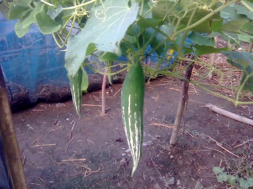 আসলে এই ফাইবার অন্ত্রে দীর্ঘক্ষণ উপস্থিত থাকে। ফলে সহজে খিদে পায় না। আর খিদে না পেলে আপনি স্বভাবতই কম খাবেন। আর তাতেই ওজন কমবে হু হু করে। এটাই হল ওজন কমানোর সরল ‘ইকুয়েশন’।