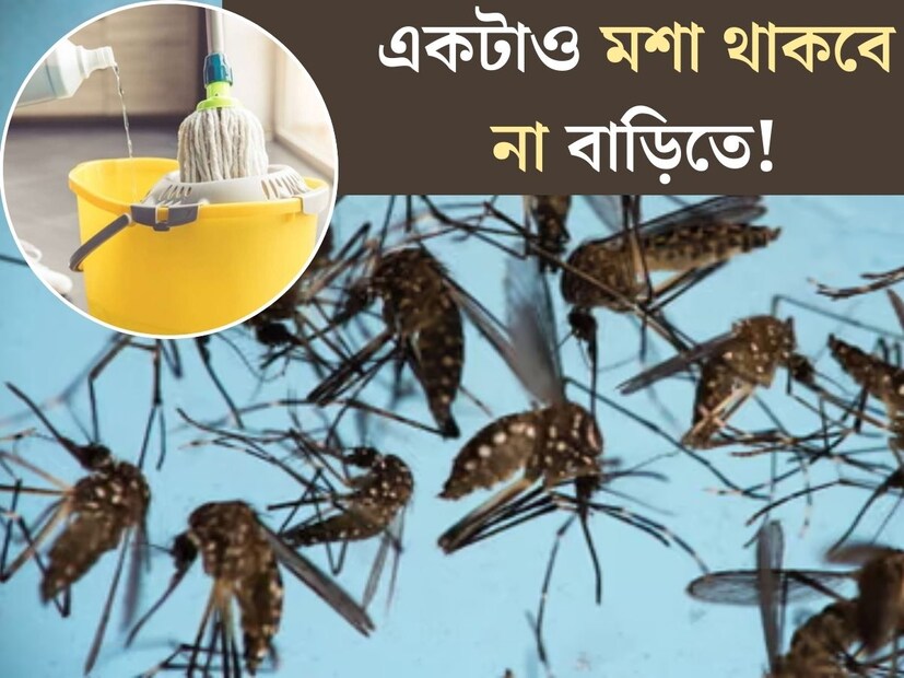 বর্ষার দিনগুলিতে প্রবলভাবে বেড়ে যায় মশার উপদ্রব। মশার বিনবিনুনির জ্বালায় শান্তিতে কোথাও বসাই দূরহ হয়ে ওঠে। অসহ‍্য চুলকুনির সঙ্গেই মশা থেকে ছড়ায় ম‍্যালেরিয়া, ডেঙ্গু, চিকুনগুনিয়ার মতো ভয়াবহ রোগ। 