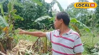 ডুয়ার্সে ফের হাতির তাণ্ডব