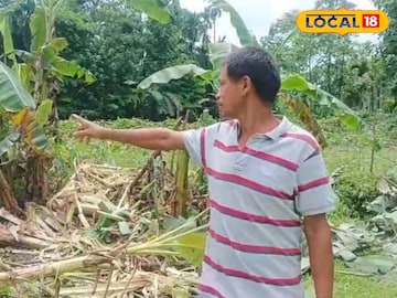 ডুয়ার্সে ফের হাতির তাণ্ডব