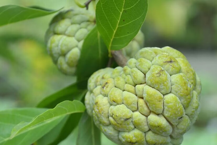 আবার শীতের মরশুমে আতা খেলে সর্দি-রকাশির মতো সমস্যাও দেখা দিতে পারে। আবার এই ফলে উচ্চ মাত্রায় ক্যালোরি থাকায় তা ওজন বাড়িয়ে দিতে পারে। গর্ভবতী মহিলাদের খুবই অল্প পরিমাণে খাওয়া উচিত আতা। তবে ভুল করেও যদি এর বীজ পেটে চলে যায়, তাহলে গর্ভপাতের আশঙ্কা অনেকাংশে বেড়ে যায়। এছাড়া ডায়াবেটিস কিবা ওবেসিটিতে যাঁরা আক্রান্ত, তাঁদের চিকিৎসকের পরামর্শ মেনে এই ফল পাতে রাখা উচিত।