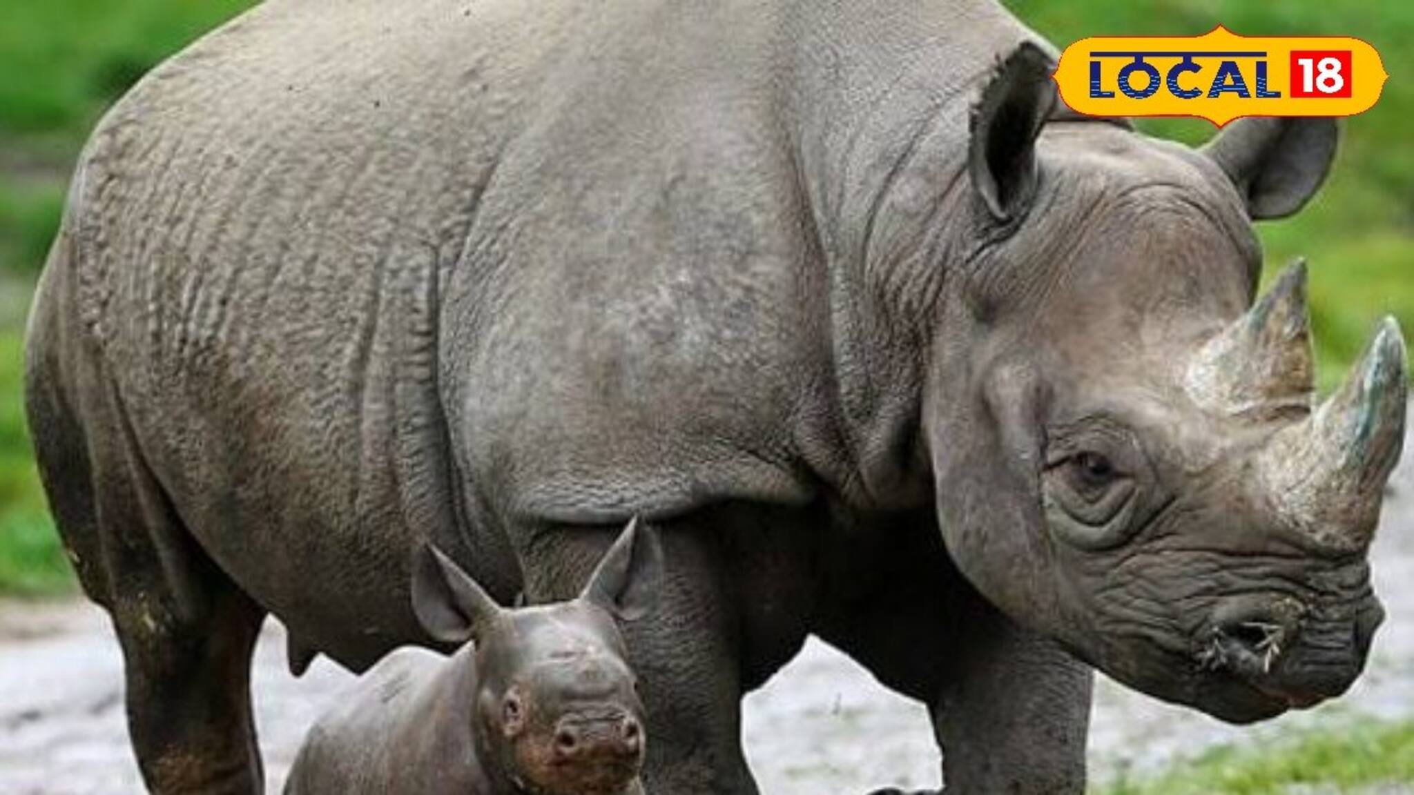 ডুয়ার্সের জঙ্গল সাফারি হবে আরও রোমাঞ্চকর! গরুমারার জঙ্গলে দেখা মিলল নতুন অতিথিদের, দেরি না করে ঘুরে আসুন