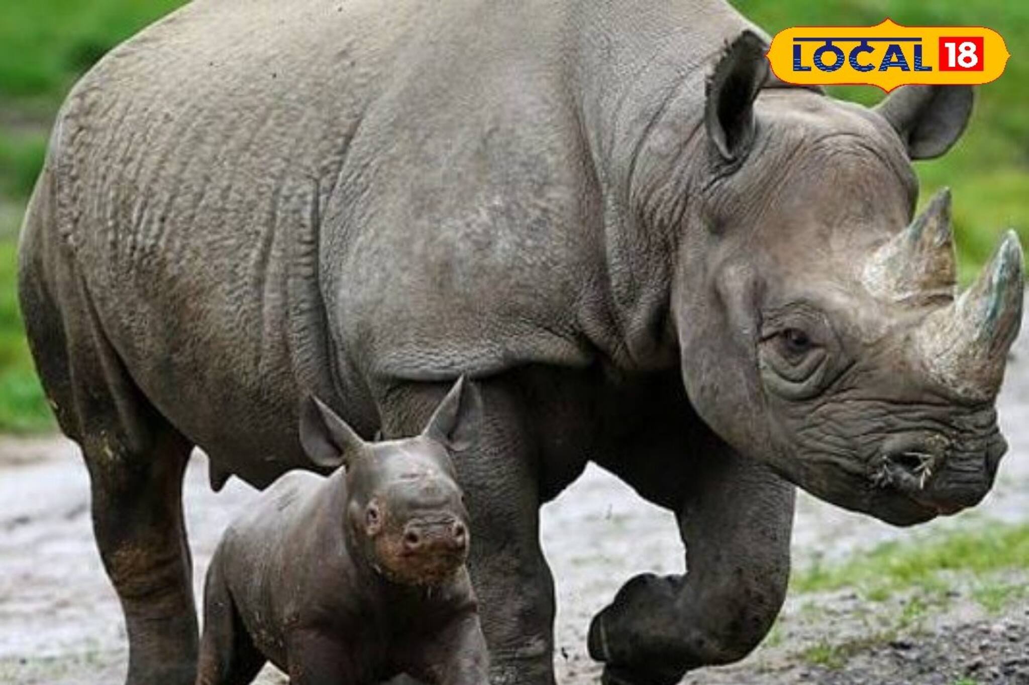 ডুয়ার্সের জঙ্গল সাফারি হবে আরও রোমাঞ্চকর! গরুমারার জঙ্গলে দেখা মিলল নতুন অতিথিদের