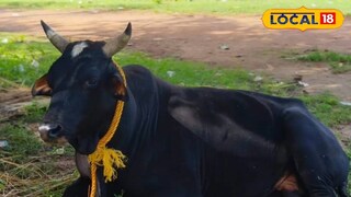 গ্রামবাসীদের প্রিয় কালু 