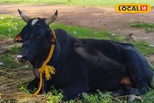সবার প্রিয় 'কালু'কে বিক্রি, দাম প্রায় ৫০,০০০! জানামাত্রই গ্রামবাসীরা যা করলেন...