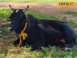 গ্রামবাসীদের প্রিয় কালু 