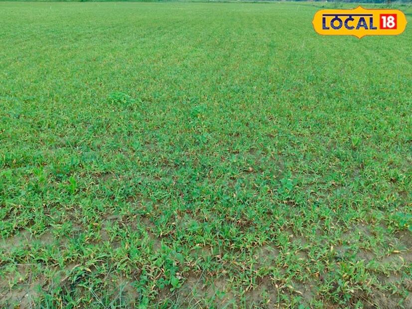 এছাড়াও, অ্যাট্রাজিন, অ্যালাক্লোর, ড্যুরান, মেট্রিভুজিন, ২,৪-ডি ব্যবহার করা যেতে পারে। যদি জমি থেকে সমস্ত আগাছা নির্মূল করতে হয় এবং জমিতে কোনও ফসল না থাকে, তাহলে গ্লাইফোসেট ব্যবহার করা উচিত। এক লিটার জলে ১০ থেকে ১৫ মিলিলিটার ওষুধ গুলে তা স্প্রে করতে হবে, এতে পার্থেনিয়াম গাছ নষ্ট হয়ে যাবে।