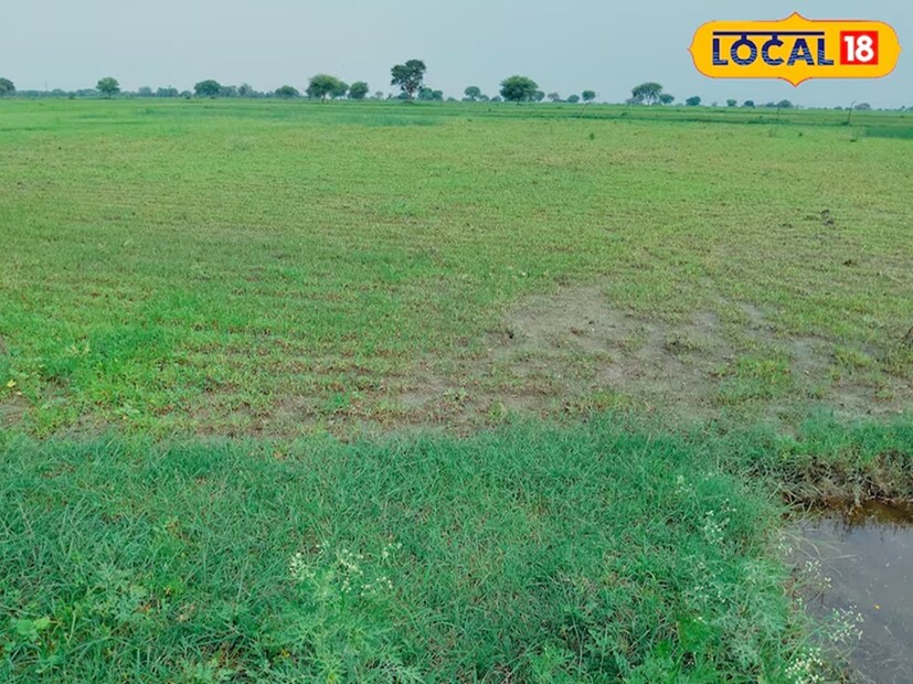 এটি একটি বার্ষিক উদ্ভিদ। আর পার্থেনিয়াম গাছের উচ্চতা সাধারণত প্রায় ১.৫ থেকে ২ মিটার হয়। আর এর পাতা দেখতে অনেকটা গাজর গাছের পাতার মতো। প্রতিটি পার্থেনিয়াম গাছ থেকে প্রায় ৫,০০০ থেকে ২৫,০০০ পর্যন্ত বীজ উৎপাদন হতে পারে। তবে এই বীজ খুবই সূক্ষ্ম। যা পেকে গিয়ে মাটিকে পড়ে যায়। আর আর্দ্রতা পেলে তাতে অঙ্কুরোদ্গম হয়। পার্থেনিয়ামের গাছের জীবনচক্র প্রায় ৩ থেকে ৪ মাসের। যেহেতু এই উদ্ভিদের বাড়বৃদ্ধিতে আলো এবং তাপমাত্রা তেমন গুরুত্বপূর্ণ বিষয় নয়, তাই এটি সারা বছর ধরে বৃদ্ধি পেতে থাকে এবং ফলও ধরে। 