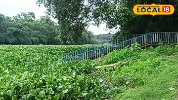 কচুরিপানায়