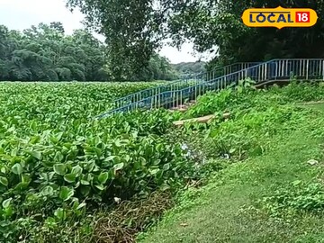 কচুরিপানায়