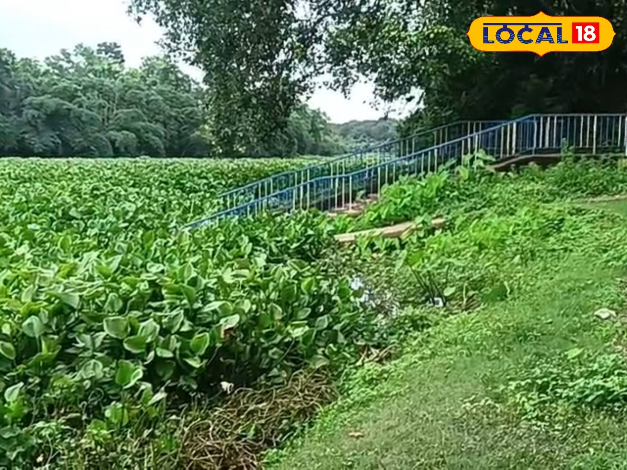 রানাঘাটের চূর্ণী নদীর অস্তিত্ব সংকটে! নদীপথ যেন জঙ্গলের চেহারা নিয়েছে
