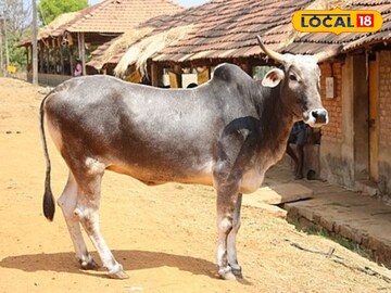 গরুর