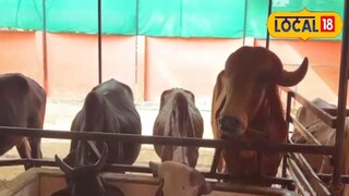 ভুসি বা গুড়ের সঙ্গে এই ৭ জিনিস মিশিয়ে গরু-মোষকে খাওয়ান, দুধের বন্যা বয়ে যাবে !