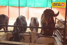 ভুসি বা গুড়ের সঙ্গে এই ৭ জিনিস মিশিয়ে গরু-মোষকে খাওয়ান, দুধের বন্যা বয়ে যাবে !