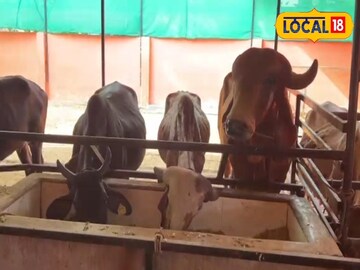 ভুসি বা গুড়ের সঙ্গে এই ৭ জিনিস মিশিয়ে গরু-মোষকে খাওয়ান, দুধের বন্যা বয়ে যাবে !