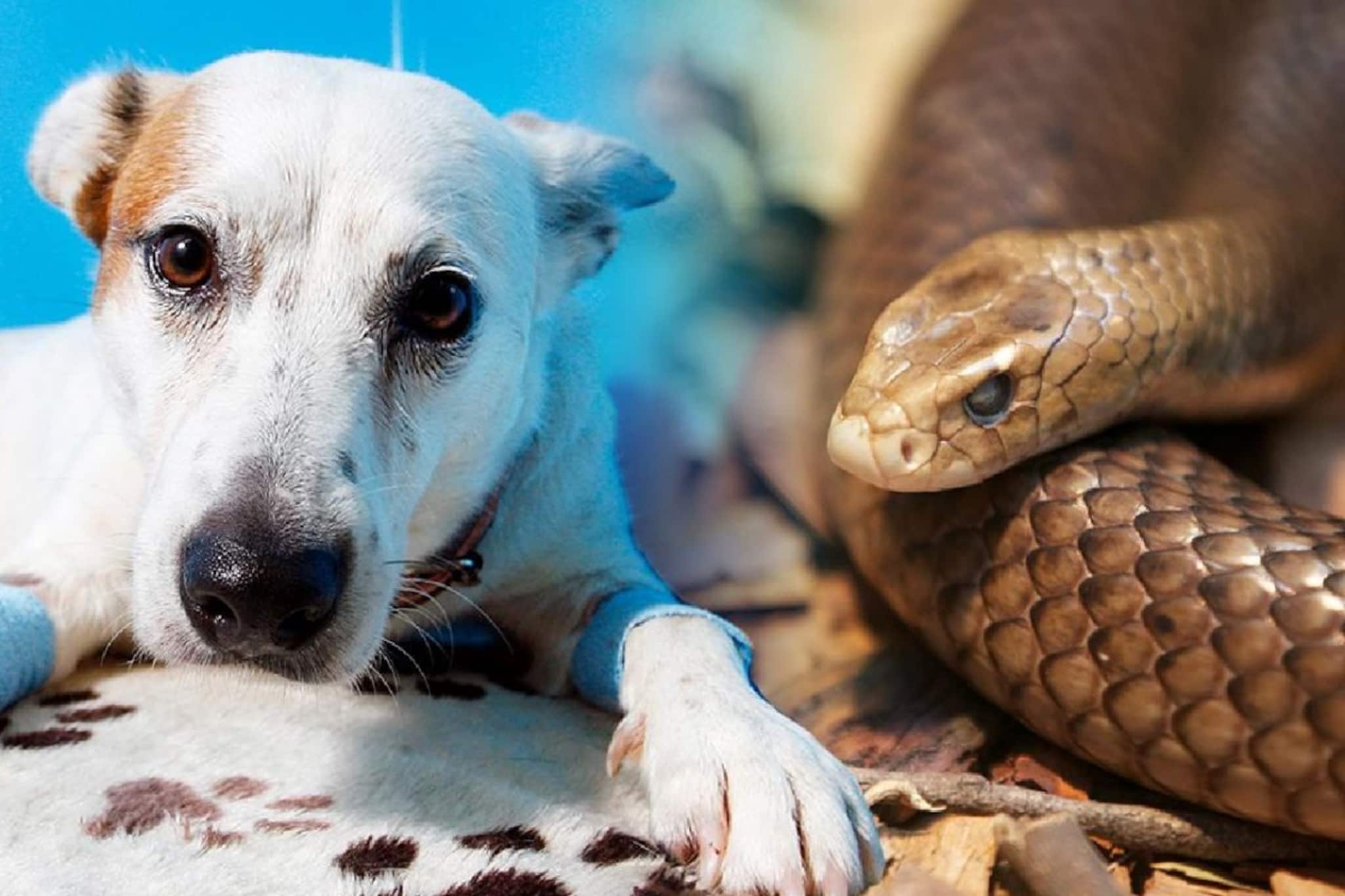 কুকুর, সাপ নেই একটাও! দেশের একমাত্র রাজ্য এটি! নামটা কিন্তু অনেকেই জানেন না...