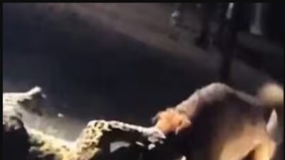 কুকুর-চিতাবাঘের লড়াই৷ কুকুর-চিতাবাঘের লড়াই৷
