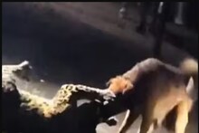 রাস্তার কুকুরের সঙ্গে চিতাবাঘের ধুন্ধুমার লড়াই, জিতল কে? নাশিকের ভিডিও দেখলে চমকে উঠবেন