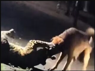 কুকুর-চিতাবাঘের লড়াই৷ 