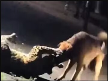 কুকুর-চিতাবাঘের লড়াই৷ 