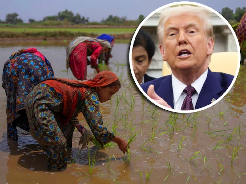 পঞ্জাব ও হরিয়ানার বাসমতি চাষি এবং রফতানিকারকরা বর্তমানে গভীর সংকটে রয়েছেন। এর কারণ হল মার্কিন প্রেসিডেন্ট ডোনাল্ড ট্রাম্পের সিদ্ধান্ত, যেখানে ভারতীয় বাসমতি চালের উপর ৫০% পর্যন্ত ভারী শুল্ক আরোপ করা হয়েছে। এই ধাক্কা এমন এক সময়ে এসেছে যখন দাম ইতিমধ্যেই কমছিল এবং বাজারে অনিশ্চয়তা বাড়ছিল৷