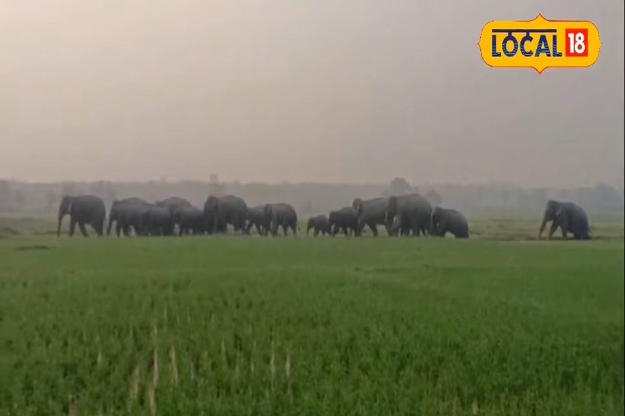 সূর্যের আলো ফুটতেই ২৫ হাতির পালের ধ্বংসযজ্ঞ শুরু! আতঙ্কে যে যেদিকে পারল দৌড় দিল