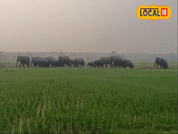 হাতির