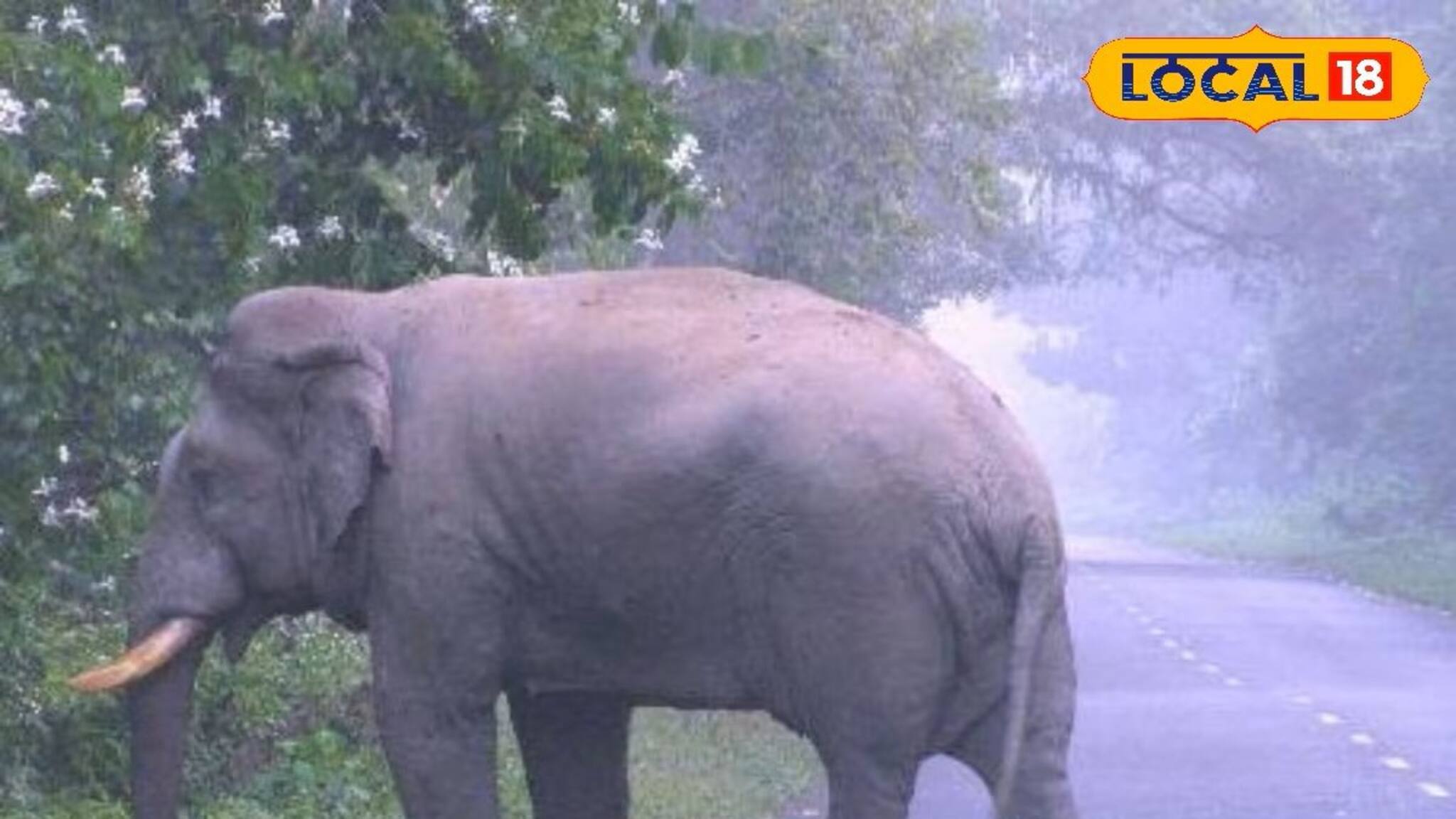 বৃষ্টি ভেজা ডুয়ার্সে 'রোড স্টপারের' ভূমিকায় গজরাজ! এই দৃশ্যগুলো দেখলে অবাক হবেন