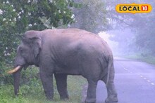 বৃষ্টি ভেজা ডুয়ার্সে 'রোড স্টপারের' ভূমিকায় গজরাজ! এই দৃশ্যগুলো দেখলে অবাক হবেন