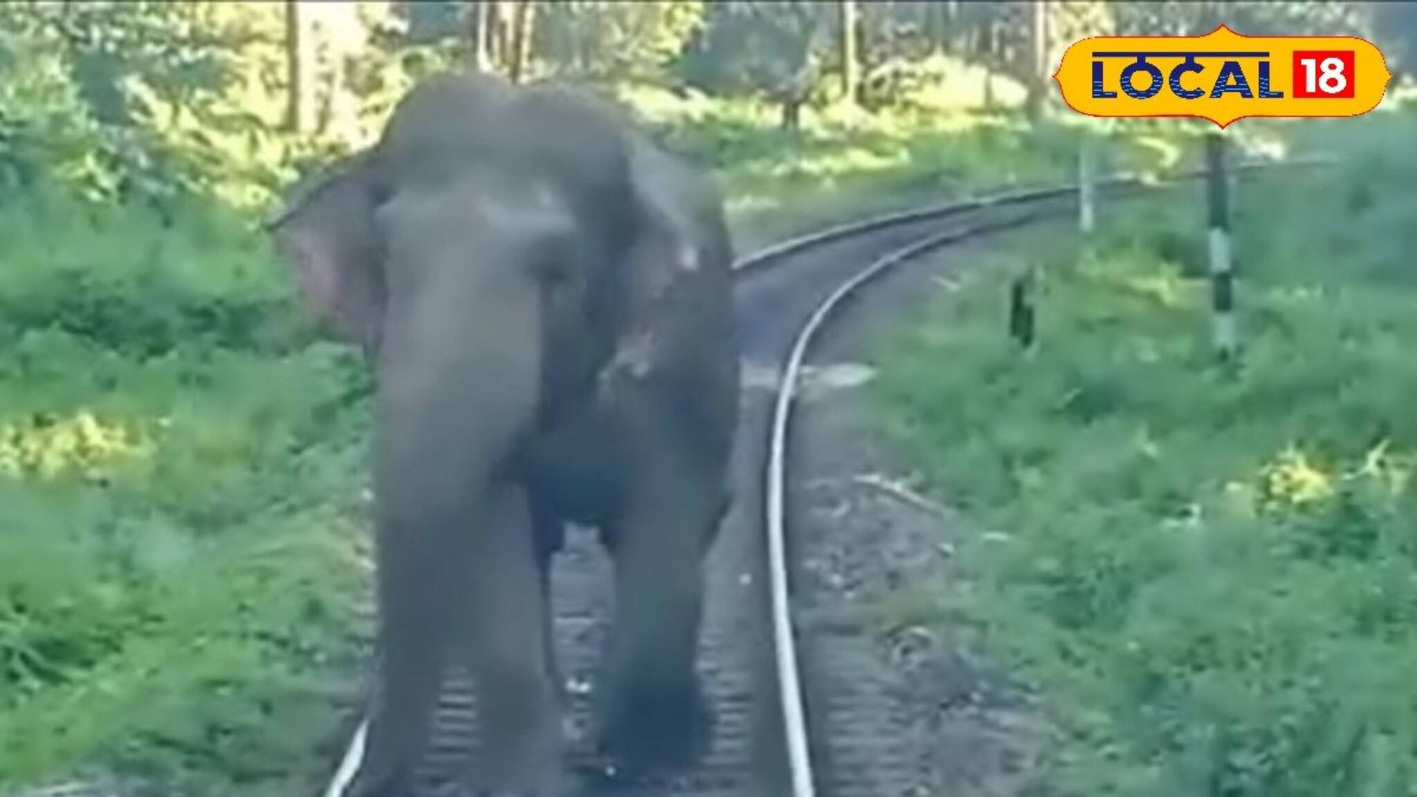ট্রেনের সামনে শুঁড় তুলে হাতি! ১০ মিনিট ধরে হাড়হিম ঘটনা, তারপর কী হল, দেখুন ভিডিও