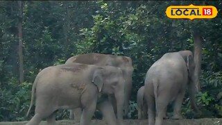 গণেশ চতুর্থীর পরের দিন শালবনির জঙ্গলে হাতির (প্রতীকী ছবি) গণেশ চতুর্থীর পরের দিন শালবনির জঙ্গলে হাতির (প্রতীকী ছবি)