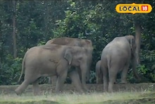 গণেশ চতুর্থীর পরের দিনই শালবনির জঙ্গলে উদ্ধার মরা... তবে কি রুষ্ট হলেন সিদ্ধিদাতা!