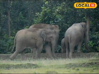 গণেশ চতুর্থীর পরের দিন শালবনির জঙ্গলে হাতির (প্রতীকী ছবি)