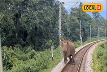 সিকিম মহানন্দা এক্সপ্রেসের সামনে আচমকা বিশাল দাঁতাল! দুর্ঘটনা থেকে কীভাবে রক্ষা জানেন?